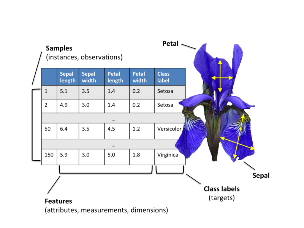 Iris features